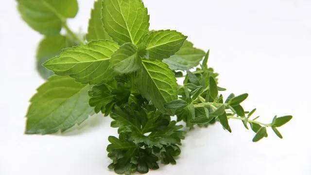 Unlocking Your Health Potential: New Discoveries in Cellular Wellness & Natural Support