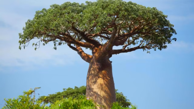 Baobab tree in Africa representing African medicinal herbs, traditional healing, gut health, and natural wellness.