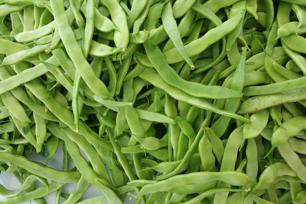 Fresh green beans as a fiber-rich legume that supports butyrate production and naturally boosts FGF21 longevity hormone levels for better metabolism