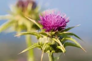 Blooming milk thistle flower in nature, a powerful natural remedy used for liver detoxification and immune support in breast cancer prevention