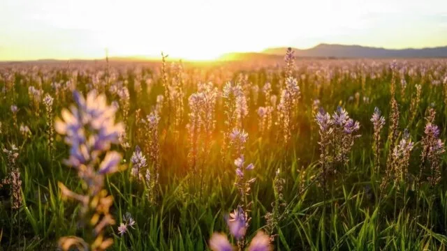 Wild medicinal plants blooming in a sunlit field at golden hour with mountains in the background