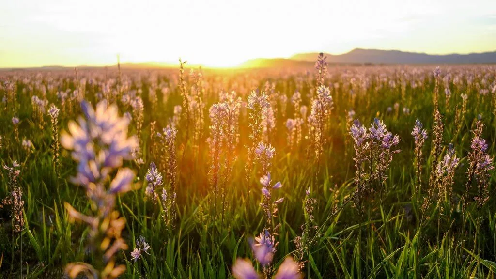 Wild medicinal plants blooming in a sunlit field at golden hour with mountains in the background