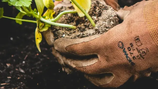 Gloved hands gently planting a seedling in soil, illustrating the therapeutic and mindful practice of horticultural therapy