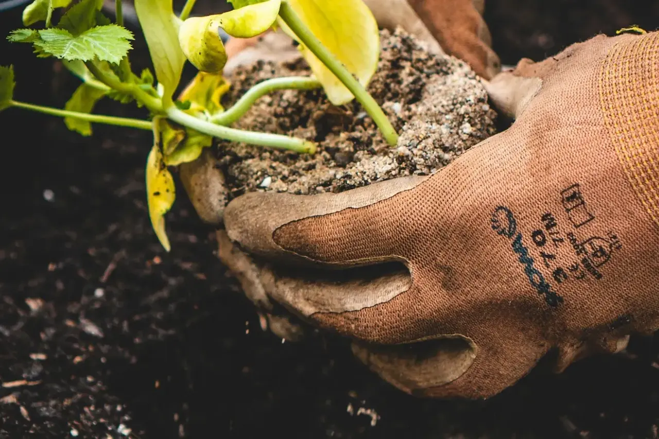 Gloved hands gently planting a seedling in soil, illustrating the therapeutic and mindful practice of horticultural therapy